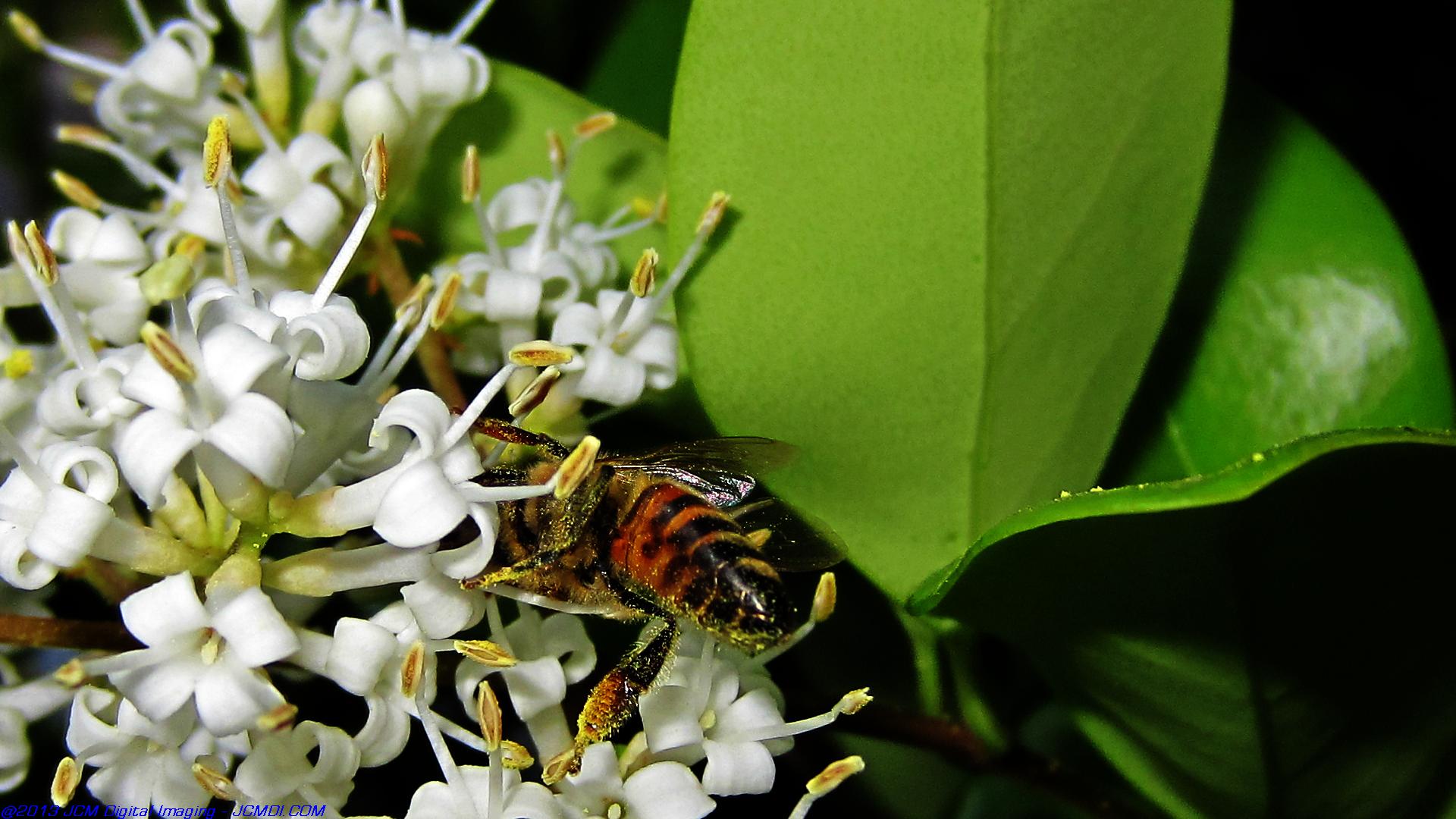 Honeybees on white flowers 